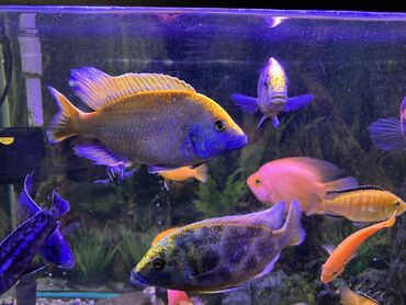 Рыбы: Продаю Аквариумные цихлиды крупных и средних размеров - Для — 10