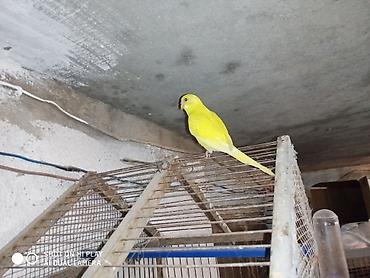 попугай ара цена: Super valnistıy məhəbbət tutuquşları papuqay ları 8 man Çex jumbo — 8