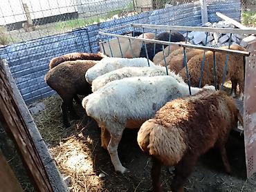 Баран, овца: Продаю | Ягненок at lalafo.kg — 8 Баран, овца: Продаю | Ягненок — 8