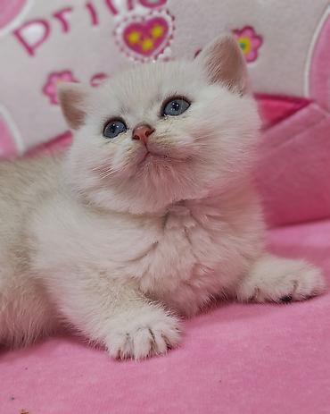 Кошки: Шиншилла, Самовывоз — 2