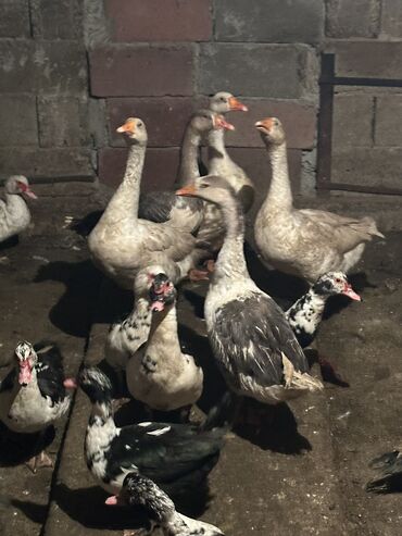 Птицы: Утки 650 сом 
Гуси 2000 сом — 3