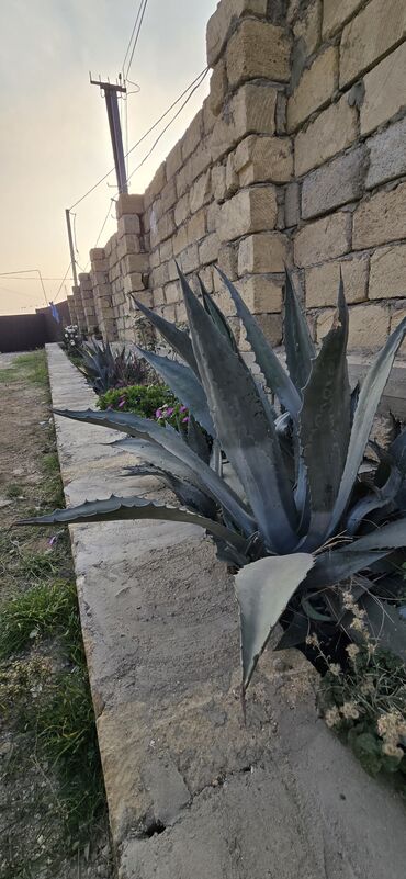 Həyət evləri və villaların satışı: Hökməli 3 otaqlı, 66 kv. m, Yeni təmirli — 4