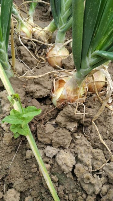 Овощи: Продаю семена лука лук луки манас высшего качество урук пияз пьяз — 4