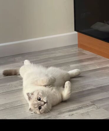 голд шиншилла: Шиншилла, Самец, В добрые руки, Самовывоз, Платная доставка