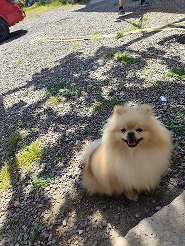 pomeranian: Şpitz, 1 il, Erkək, Cütləşmə üçün — 1
