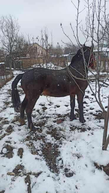 Лошади, кони: Продаю | Жеребенок | Рабочий, Конный спорт — 11