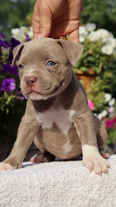 Продажа собак: Американский булли, 1 месяц, Самец, С родословной, С прививкой — 4
