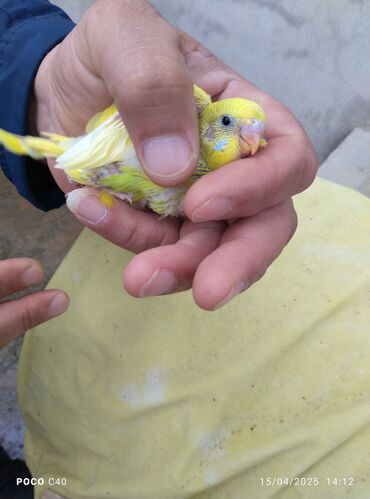 Tutuquşları: Korella tek tek erkey dişi Cüt Valnist qəfəs Valnist 15 Azn balasi — 25