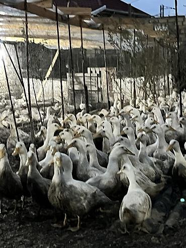 dovsan sekilleri: Məhsul: Ağ yerli ördəklər (kütləvi sayda) Təsvir: - Şəkillərdə — 9