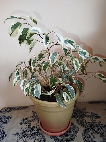 ev guleri: Variegatlı Fikus Benjamina (ficus benjamina ‘variegata’) – dekorativ — 1
