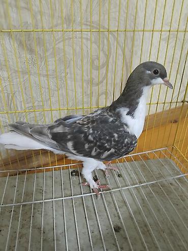 at satisi qiymetleri: 12 eded delfin goyercin 5 eded dekarativ delfinlerin cutu 30 manat — 7