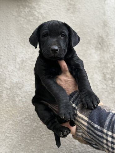 Продажа собак: Шарпей, 2 месяца, Самец — 11