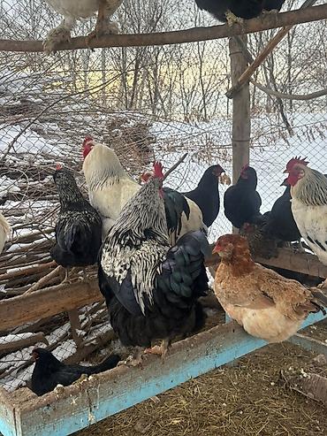 Куры, петухи: Продаю | Петух | Для разведения — 3
