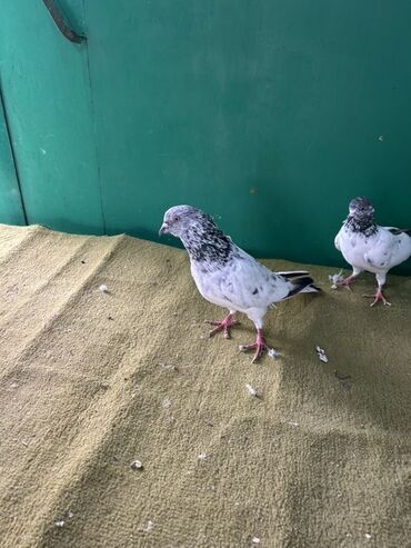 ağ pişik şəkilləri: Temiz qan pakistanlardi ucuwdari var 2 erkey 3 maya