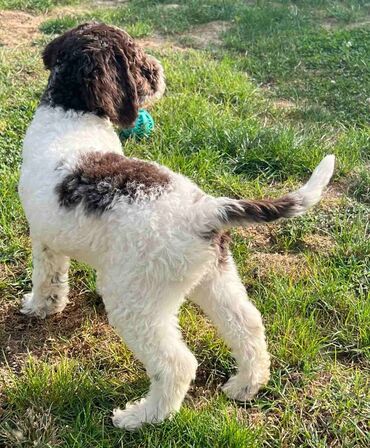 Psi: Nasa odgajivacnica lagotto romagnolo pasa A GANG OF LAGOTTA FCI 7244 — 9