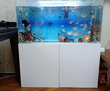 Akvariumlar: Dördbucaq akvarium, Balıqlarla birlikdə, 150 l, Ünvandan götürmə — 3