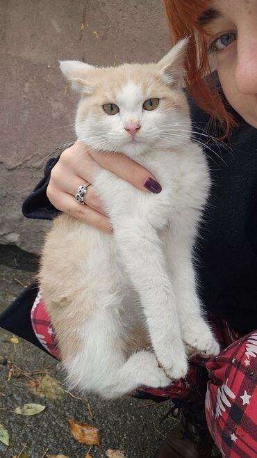 кошки в добрые руки: 4 айлык, Эркек, Курттардан тазаланган