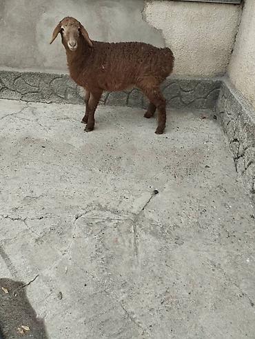 Баран, овца: Продаю | Овца (самка) | Арашан | Для разведения | Племенные at lalafo.kg — 6 Баран, овца: Продаю | Овца (самка) | Арашан | Для разведения | Племенные — 6