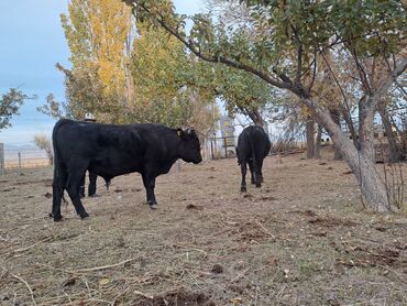 Коровы, быки: Продаю | Бык (самец) | На откорм | Племенные — 2
