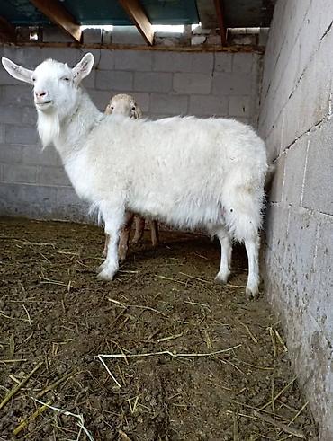 Козы, козлы: Продаю | Коза (самка) | Зааненская | Для разведения — 2