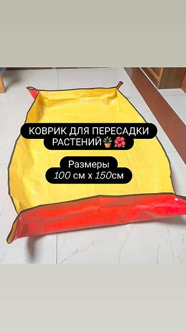 Хлорофитумы: Продаю комнатные растения, цветы . Пассифлора кализия розовая пантера — 15