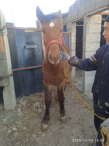 Лошади, кони: Продаю | Жеребенок | Рабочий — 11