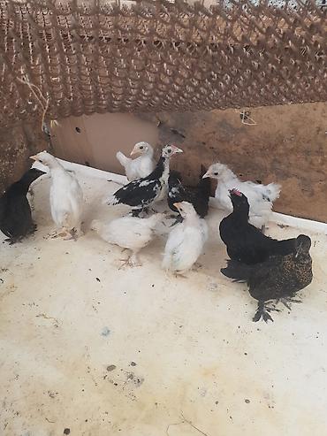 tovuz qusu satilir: Ağ-qara-bəzəkli hamısıda ayaqları lələkli 2 balaca sort yaponkalar — 7
