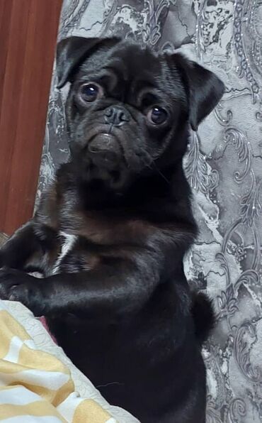 док собака: Мопс, 11 месяцев, Самка, С прививкой at lalafo.kg док собака: Мопс, 11 месяцев, Самка, С прививкой