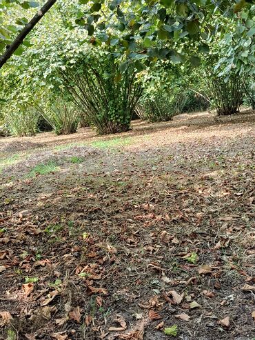 Ağaclar: Salam bağ Qəbələ rayon Nic qəsəbəsində dir bağ 67 sotdan ibarətdir 170 — 4