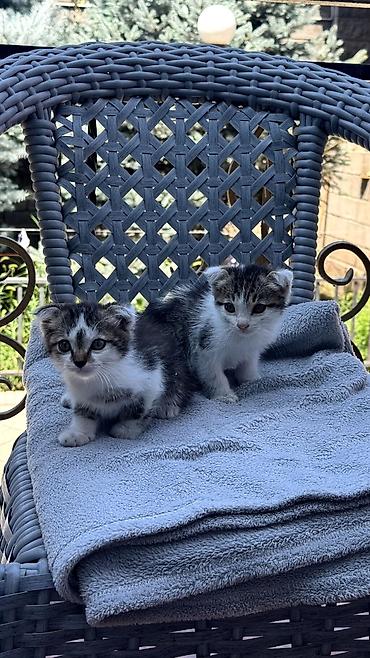 кошк: Котята с необычными ушками (складные/прижатые), несколько окрасов: - — 4
