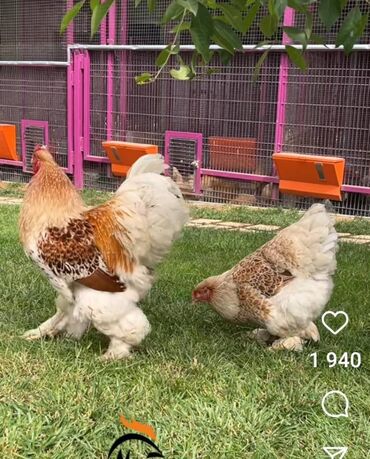продать цыплят брамы: Продам семейку 1 петух и 3 курочки ( Бело-золотая брама)