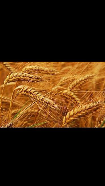 отруби: Продаю🌾ячмень арпа! — 1