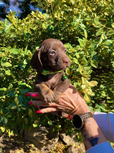 Psi: Odgajivacnica pasa "Happy Puppies" ima u ponudi patuljaste jazavicare — 8