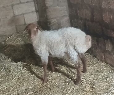 Quzu: Quzu, Erkək, ay: 1, 34 kq, Damazlıq, Ətlik, Ünvandan götürmə