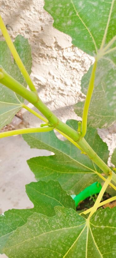 Фрукты и ягоды: 📍Продаю инжир 1 год 7 месяцев плодоносящий, через 2-3 месяца можно — 2