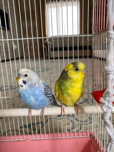 желтый волнистый попугай: Волнистые попугаи Возраст 4 месяца В комплект идёт клетка и корм