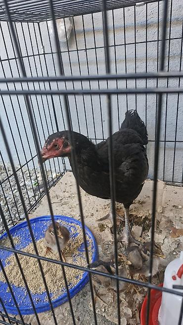 husky balası: Toyuq, Damazlıq — 9