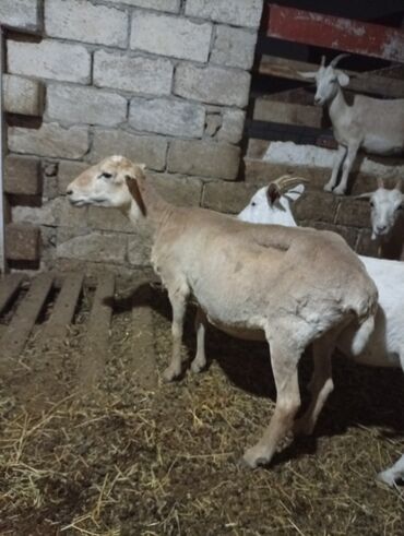 Heyvanlar üçün mallar: Dişi, il: 1, 45 kq, Damazlıq, Ünvandan götürmə