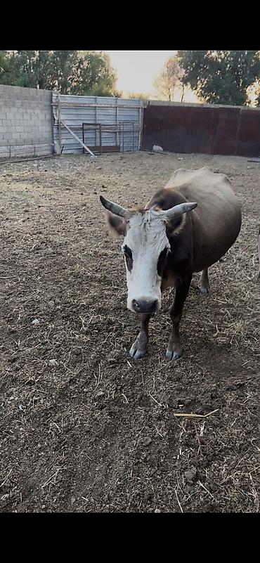 Продаю | Корова (самка) | Для молока — 2