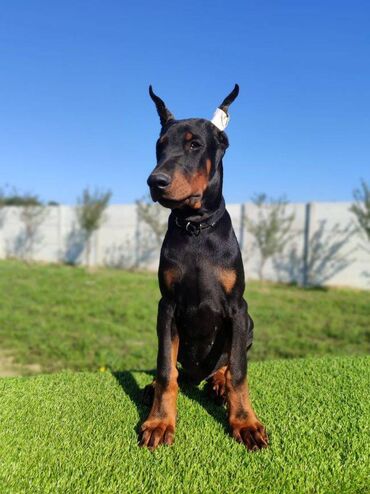 doberman crni: Doberman mužijaci dostupni 3 meseca stari Vakcinksani