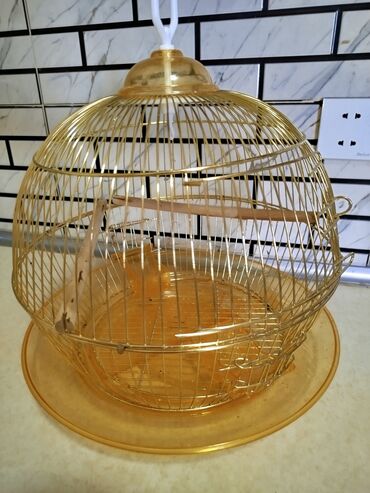 купить клетку для морской свинки: Qızılı rəngdə dairəvi quş qəfəsi - Material: metal tel konstruksiya