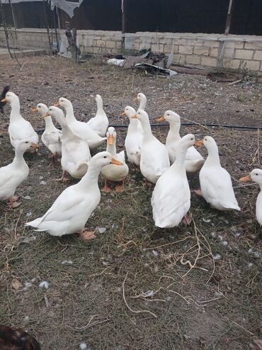 pekin ordək: Dişi, | Kuban, Damazlıq, Ünvandan götürmə