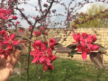 Bağ evlərinin satışı: Xudat, 80 kv. m, 8 otaq -da lalafo.az — 9 Bağ evlərinin satışı: Xudat, 80 kv. m, 8 otaq — 9