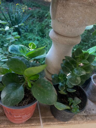 Otaq bitkiləri: Her biri ucuz kimete Gencededi catirma var size yaxin yere ancag — 23