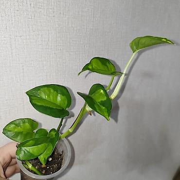 Эпипремнумы и сциндапсусы: Эпипремнум Елисейские поля вариегатный Эпипремнум Айс квин — 5