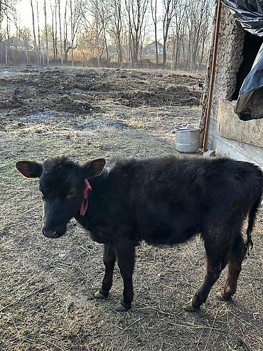 Коровы, быки: Продаю | Корова (самка), Тёлка | Полукровка, Алатауская | Для разведения — 8