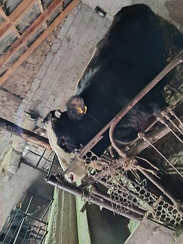 Коровы, быки: Продаю | Бык (самец) | На откорм | Привязанные — 4