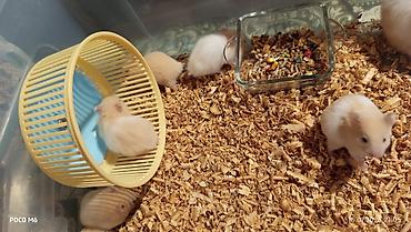 Gəmiricilər: Qum rəngli xəzli balaca hamsterlər(Suriya) - Növ: dekorativ hamster — 3