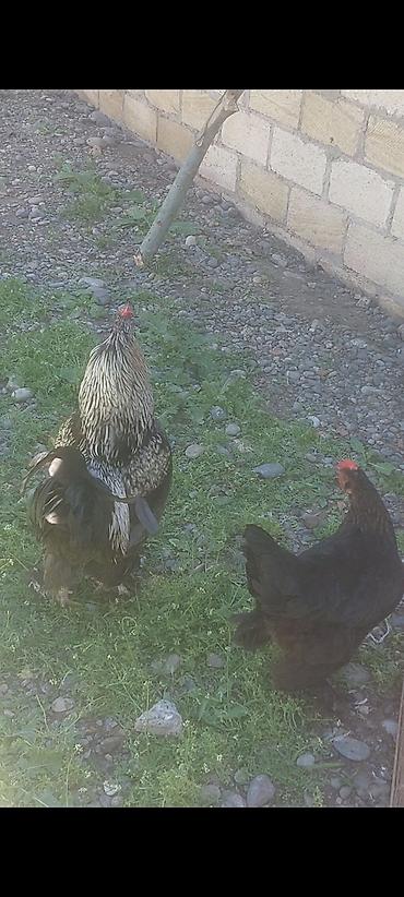 ordek yumurtası satışı: Yumurtası satılır ünvan füzulidir çatdırılma ödənişlidir yumurta — 1