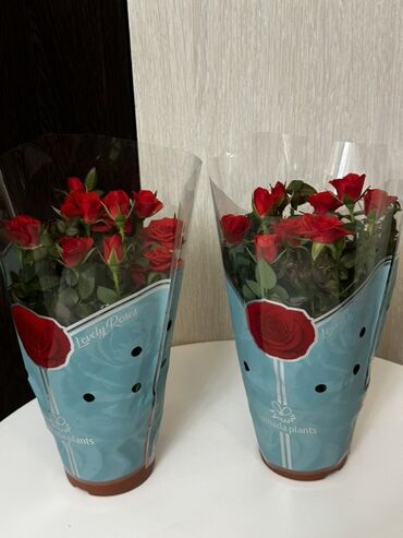 стеклянный чайник цена: Комнатные розы разных цветов – Голландия🌹🌸 Свежие, красивые комнатные